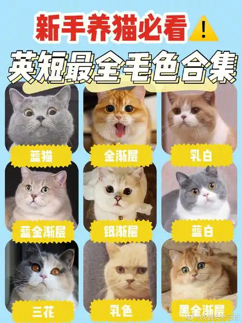 新手养猫英短最全的毛色合集78超可爱