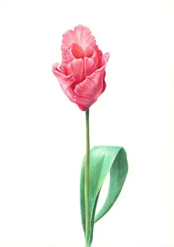 《一些彩铅装饰画》