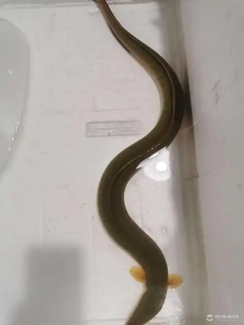 【野生河鳗】今日新货!