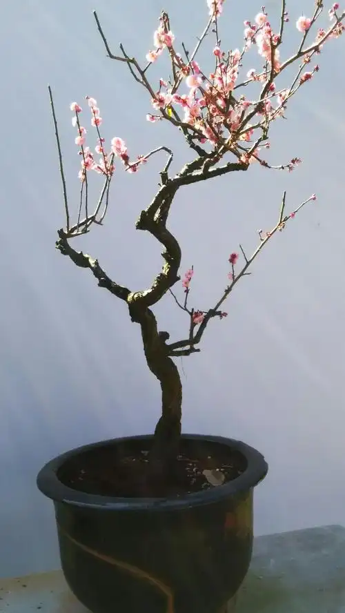 【梅花盆影(彩942)/千江月