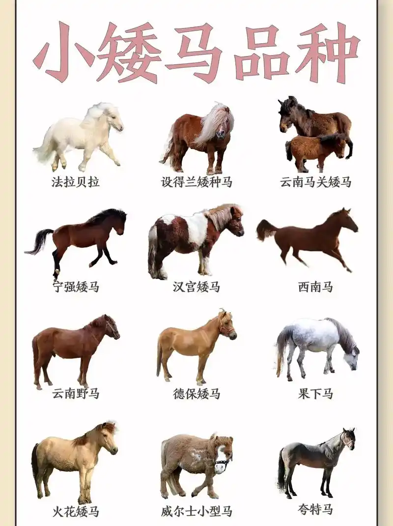 12种超可爱小矮马