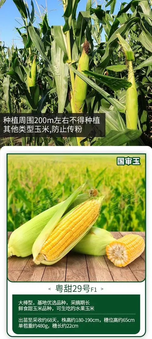 农点赞 玉米种子高产矮大棒蔬菜种子杂交蔬菜种子蔬菜种植菜籽种子