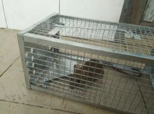 切了一小段香肠放在捕鼠笼的诱饵架上并将捕鼠笼设置好后放在桌子下