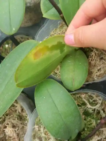 蝴蝶兰发生这种情况是怎么回事?