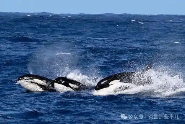 大海|峡谷|鲸鱼|逆戟鲸_网易订阅