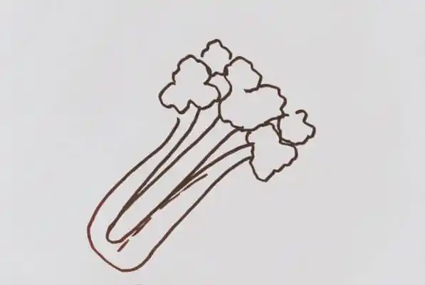 芹菜怎么画简笔画图片芹菜的画法