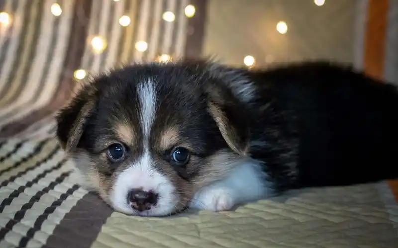 精选呆萌可爱小黄人卡通图片电脑壁纸呆萌少女系可爱卡通桌面壁纸2016