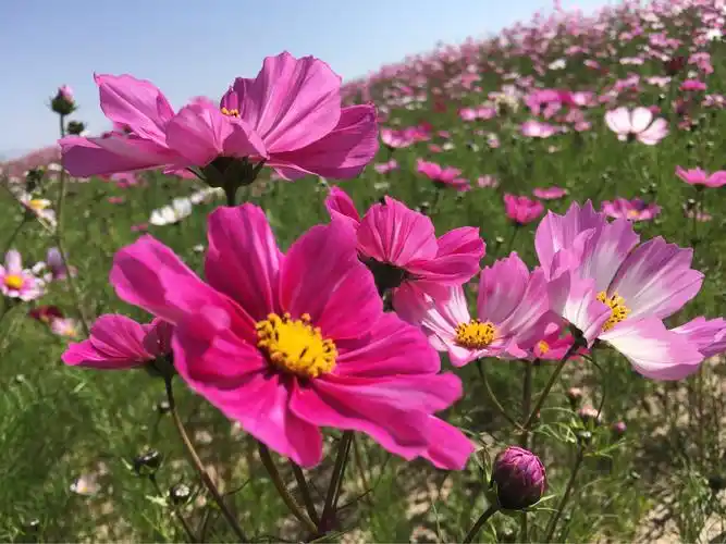 甘肃石林风景区,乖石嶙峋,大自然的鬼斧神工造就出一道独特的风景线