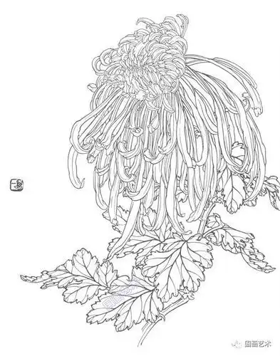 万一工笔白描菊花精选