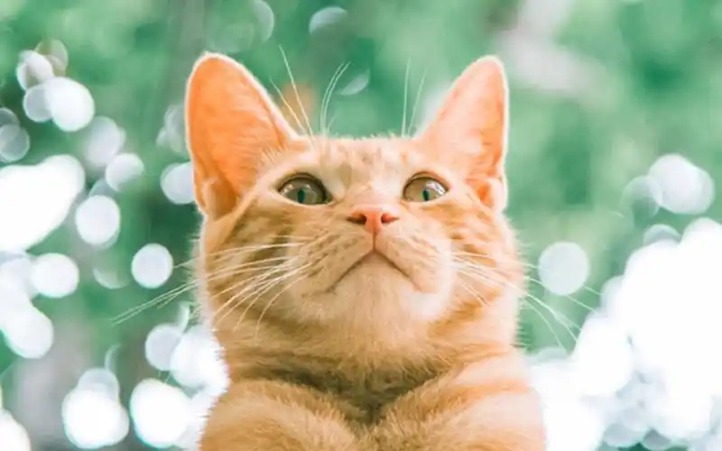 可爱呆萌猫咪图片桌面壁纸