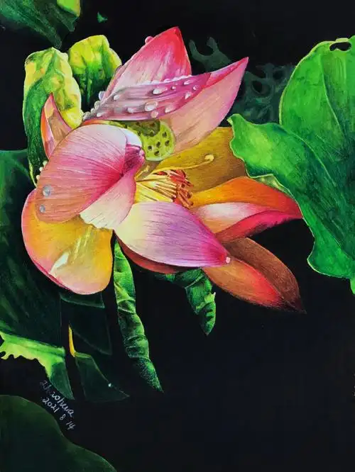 彩铅写实夏日61荷