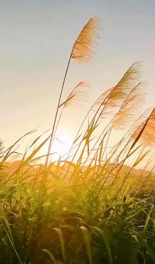 九月,人生中所有的遗憾,定会被秋风温柔化解