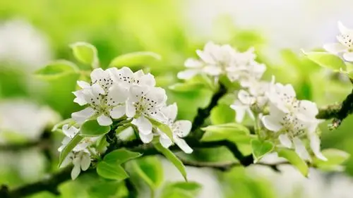 精选大自然清新护眼的治愈系花卉植物唯美高清图片素材壁纸下载第一辑