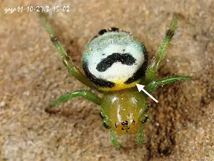 其实.我想知道鬼蜘蛛是长什么样的