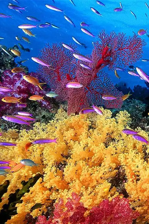 海底世界. - 堆糖,美图壁纸兴趣社区