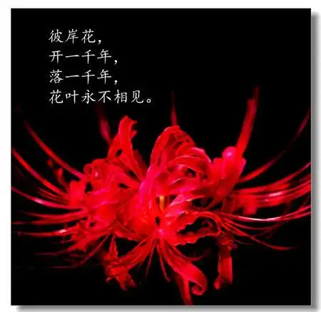 彼岸花头像血瞳