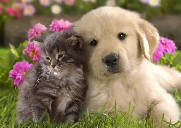 可爱狗狗卖萌手机壁纸