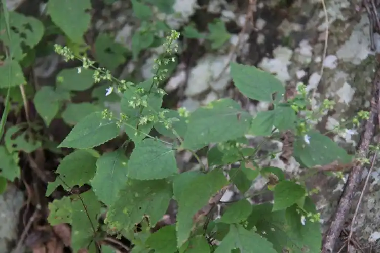 庆元植物1433-唇形科-香茶菜属-大萼香茶菜