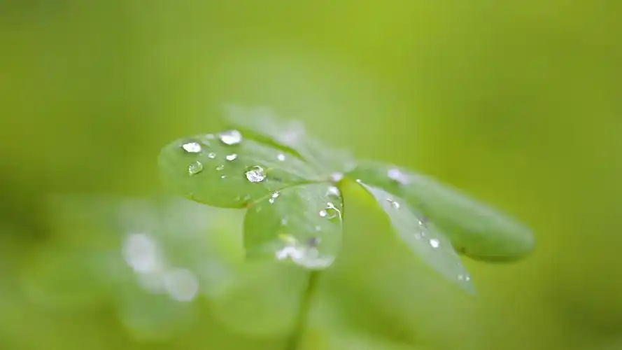 叶子露水护眼清新电脑壁纸