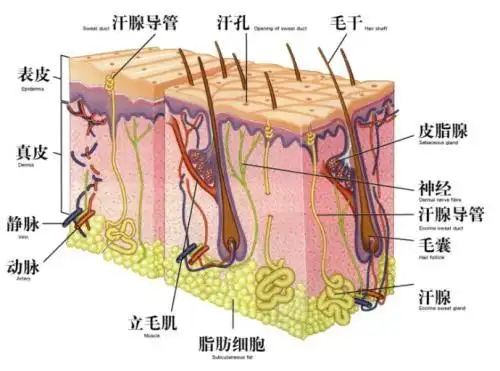 植发时可以让一个毛囊长出来多跟头发,从而让头发变得浓密?