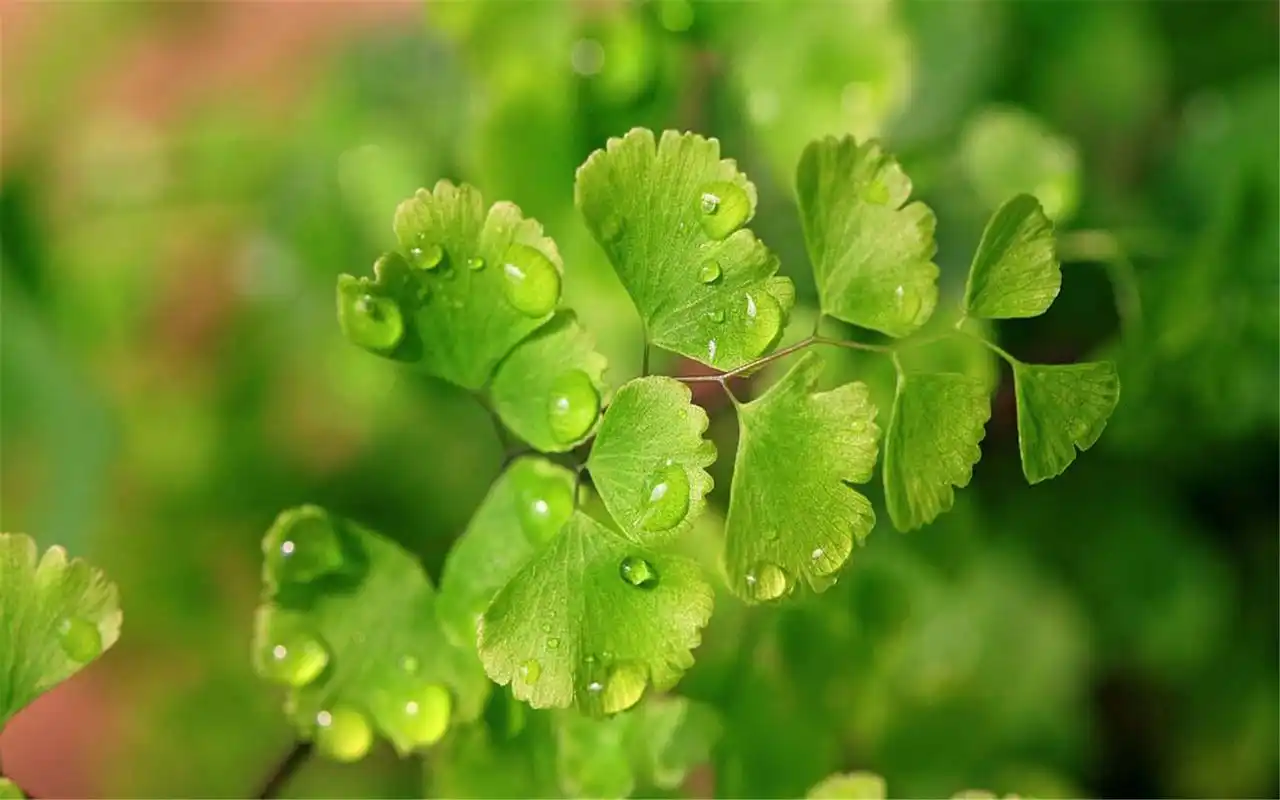 绿色护眼铁线蕨电脑桌面壁纸