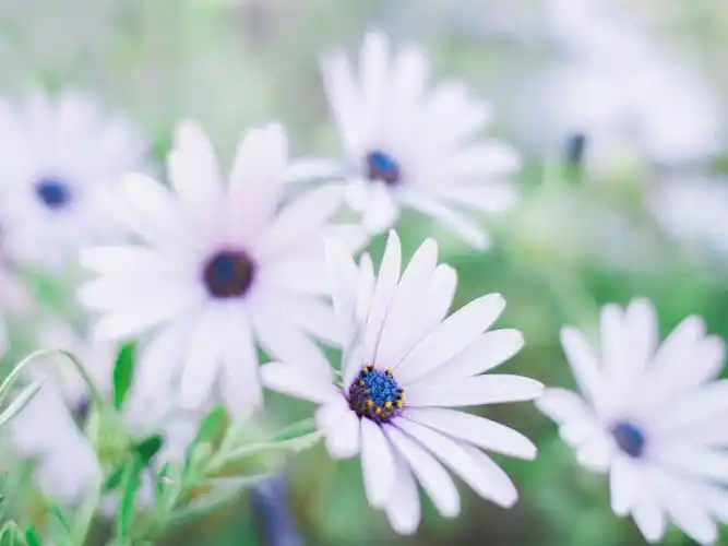 花朵,植物,自然,清新,日系,唯美,意境,花海,淡晴花影夏漫漫,榨菜蛋花