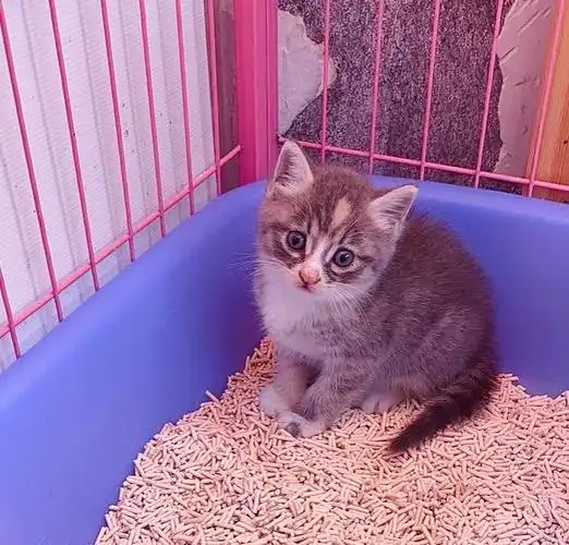 英短蓝猫串串找家