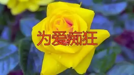 一首情歌《为爱痴狂》,直接听醉了,相当悦耳动听!