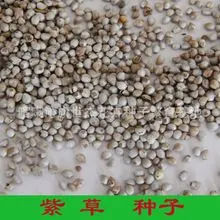 紫草种子 优质紫草种 硬紫草 内蒙紫草种植 药材种子