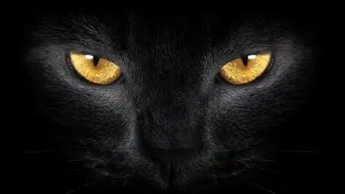 橙色的眼睛壁纸的黑猫1600x1200分辨率查看