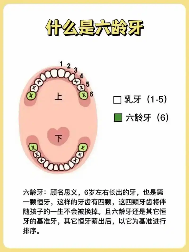 7215 这颗牙齿是终身不换的,——"六龄牙",在6岁左右萌出的首颗