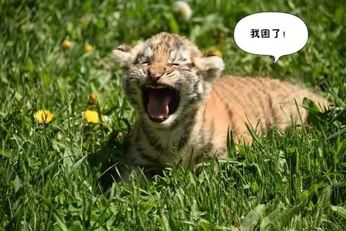 超级萌萌的小老虎