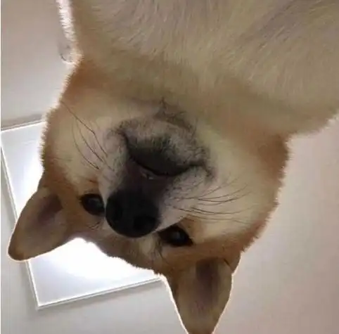 搞笑沙雕图片大全图 - 蜡笔小新卡通头像!