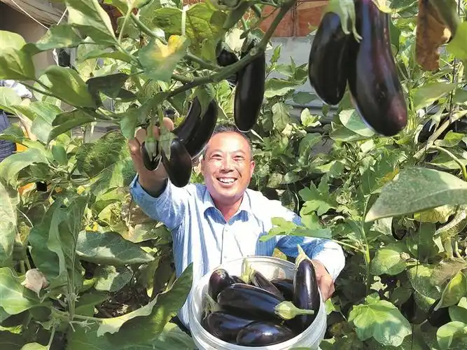 6月6日,种植户在七师一二九团玖尚生态园采摘茄子.
