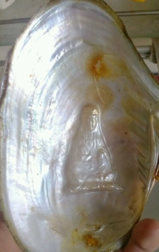 男子河边捡到一个"观音菩萨"贝壳,专家鉴定后,表示第一次见