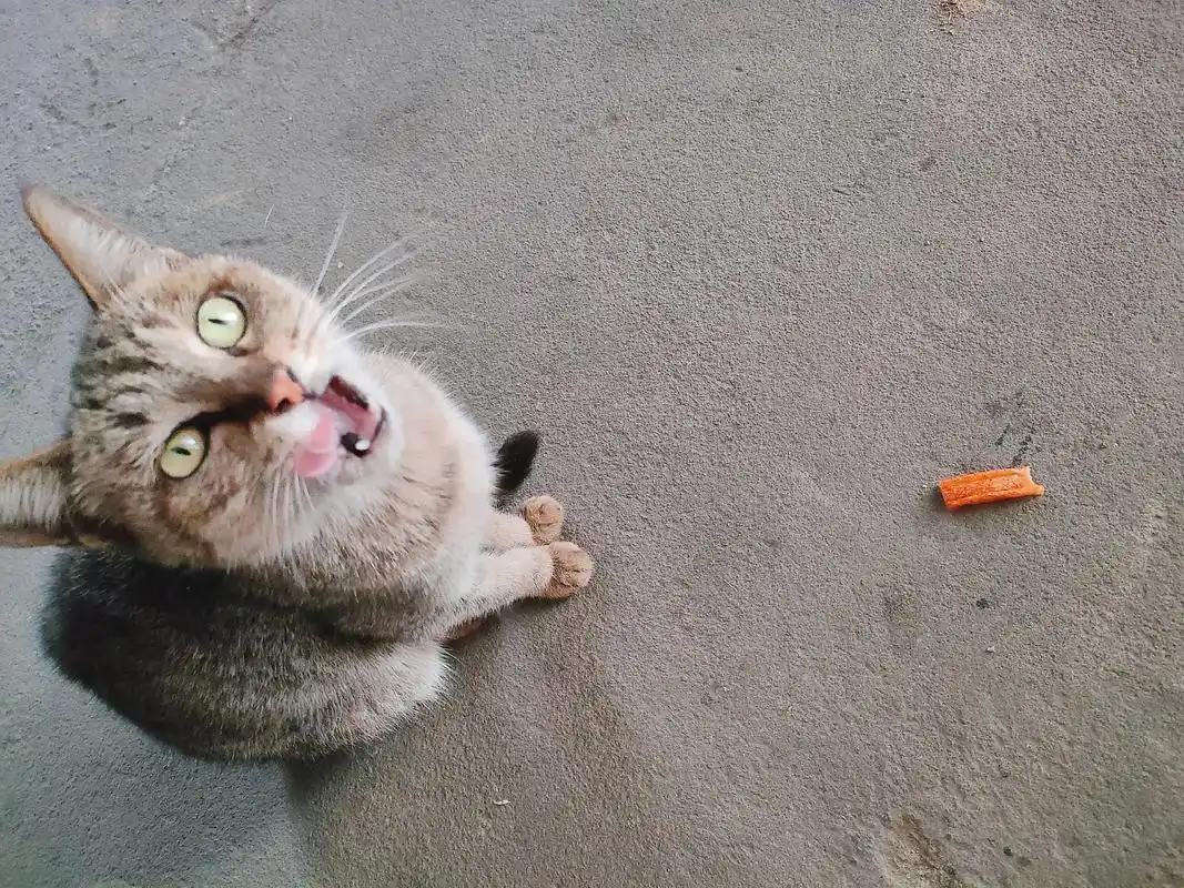 你们会让爱撒娇的猫猫吃辣条吗?
