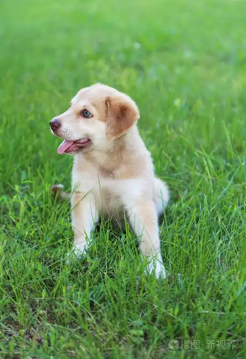 px发票合同问题/狗小狗动物宠物查看作者其他作品查看更多>小可爱的