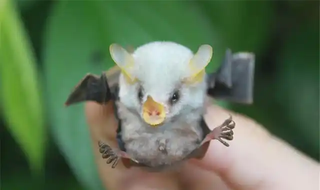 蝙蝠小时候照样萌出血,实力演绎岁月是把杀猪刀!