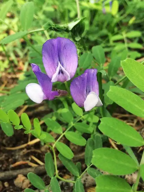 党校花事----大花野豌豆,黄花酢浆草