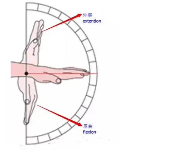 手腕平放, 掌心向下, 手掌整个往上翻是伸展(extension), 往下翻是