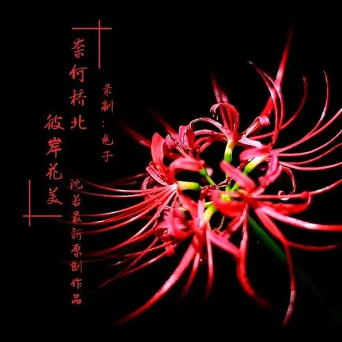 兔子奈何桥北彼岸花美