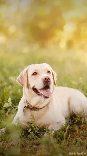 看看你的眼里有没有狗,这些可爱萌狗你们认识吗?