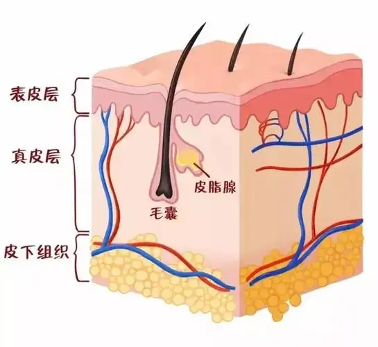 了解皮肤结构,学会科学护肤