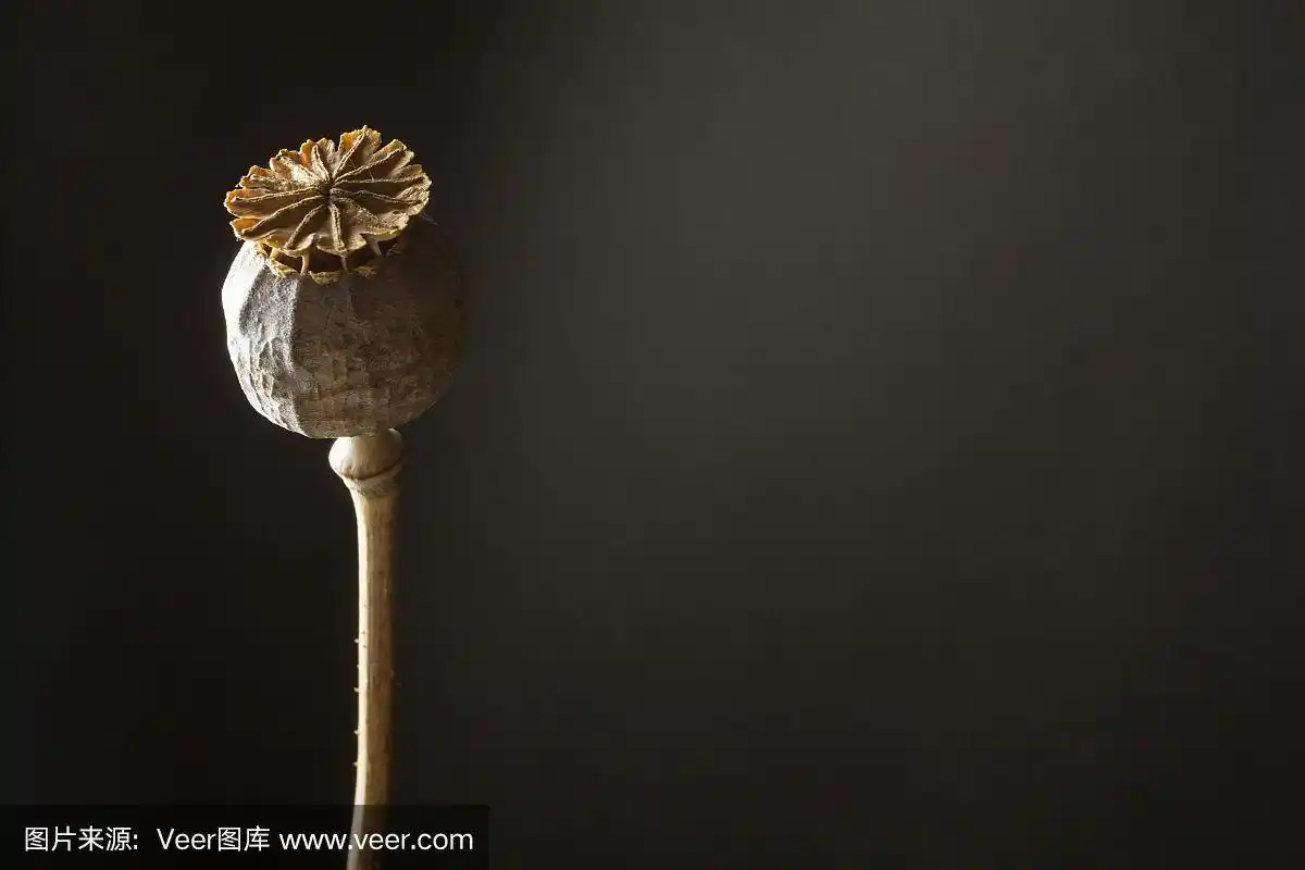 黑色背景上的干罂粟花.