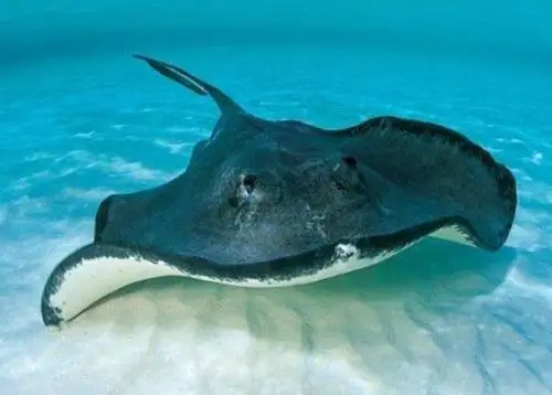 世界上最奇葩的鱼类,水滴鱼会把小孩丑哭(2)_巴拉排行榜