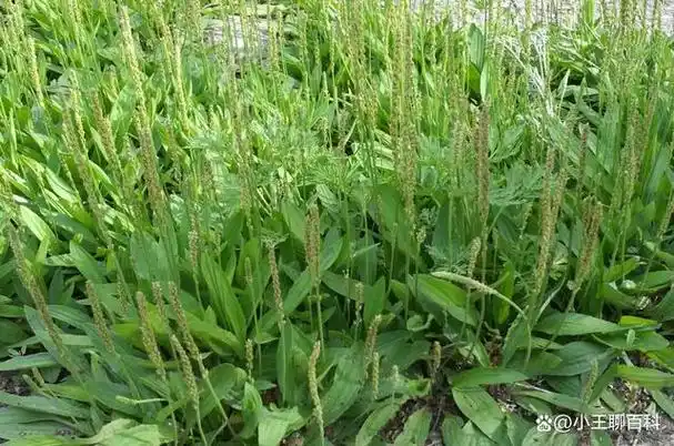 今天聊聊,"车前子",有哪些功效和作用?