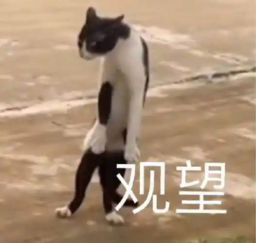 观望(猫咪)_猫咪_观望表情