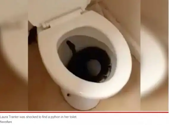 画面太过恐怖英国女子凌晨起来上厕所马桶里竟惊现一条蛇