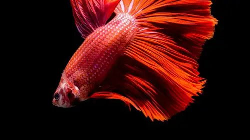 红色的鱼,黑色的背景 桌布 | 2560x1440 qhd 桌布下载 | hk.best-wall