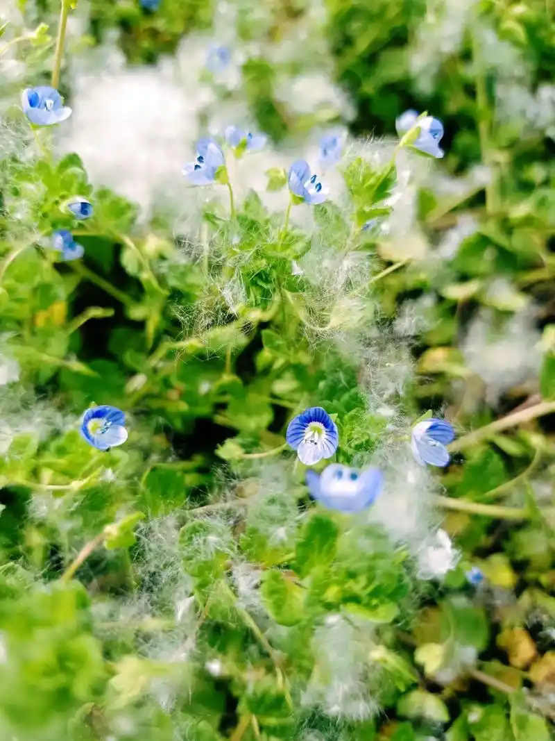 漫天飞舞的柳絮曾让无数人为之烦恼,但它静下来的那一刻,却为我 - 抖
